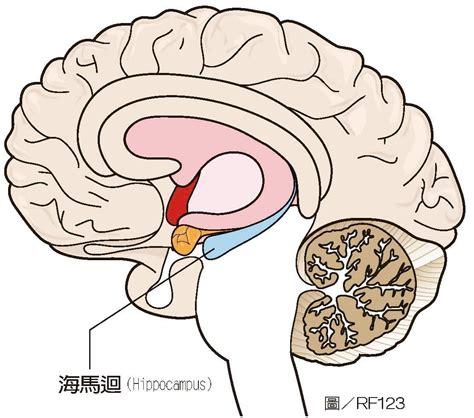 海馬迴作用|香港大學科學家解開大腦謎團的重大突破 揭示重要腦。